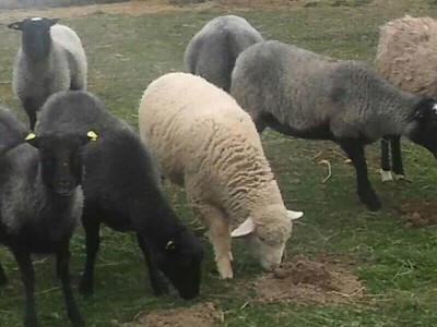 Beograd zamenili uzgojem romanovske ovce na selu