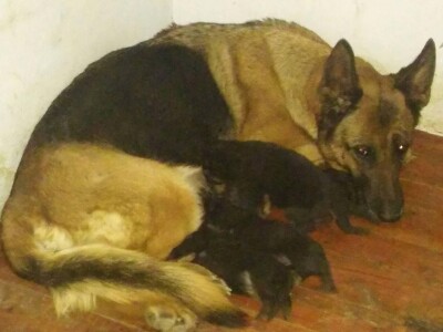 Beograd zamenili uzgojem romanovske ovce na selu