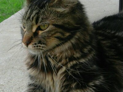 Beograd zamenili uzgojem romanovske ovce na selu