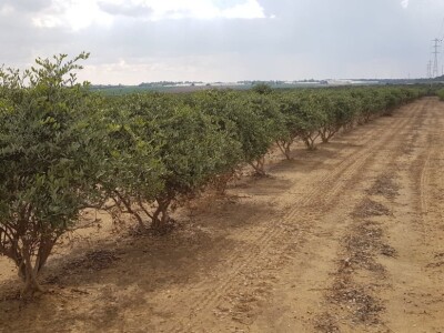 Beograđanin u Izraelu proizvodi jojobu