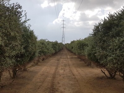 Beograđanin u Izraelu proizvodi jojobu