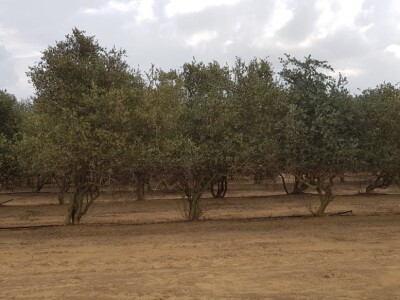 Beograđanin u Izraelu proizvodi jojobu