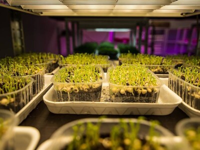 Beograđanka proizvodi mikrobilje u centru grada