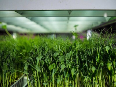 Beograđanka proizvodi mikrobilje u centru grada