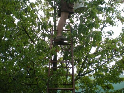 trešnja se isključivo bere ručno i sa peteljkama