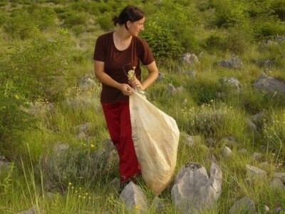 Beračica smilja i inog ljekovitog bilja Beračica smilja i inog ljekovitog bilja