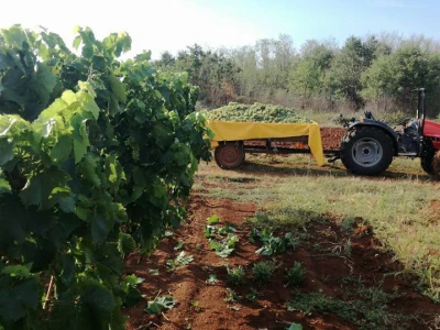 mladi vinograd