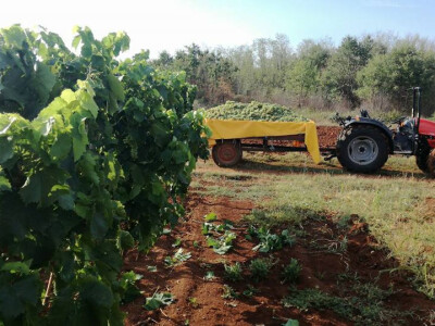 mladi vinograd mladi vinograd