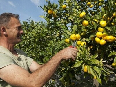 Berba mandarina u dolini Neretve 2014.