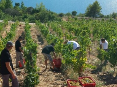 Berba je još uvijek ručna