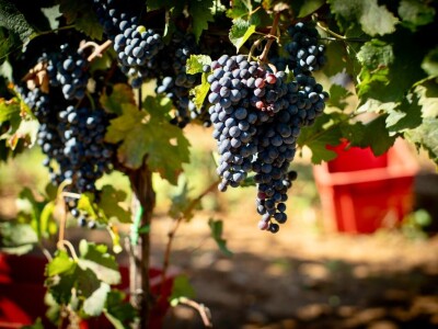 Poljoprivredni obrt Vivoda