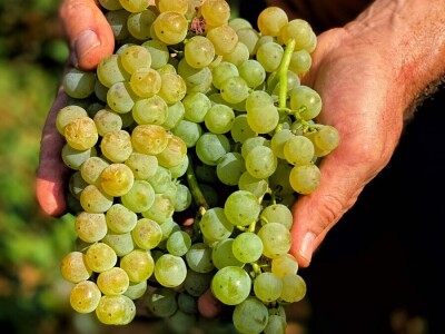 Poljoprivredni obrt Vivoda