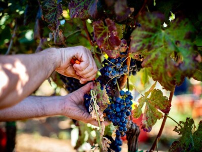 Poljoprivredni obrt Vivoda