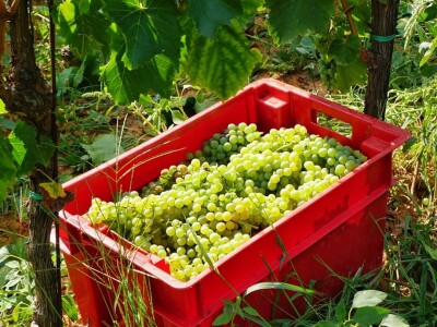 Poljoprivredni obrt Vivoda