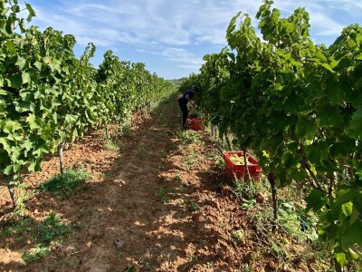 Poljoprivredni obrt Vivoda