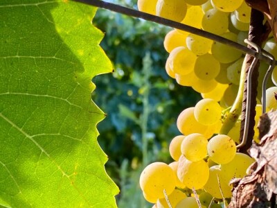 Poljoprivredni obrt Vivoda