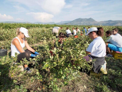Ovogodišnja berba aronije na plantaži OPG Jelčić u Neretvanskoj dolini (Krvavac 2)