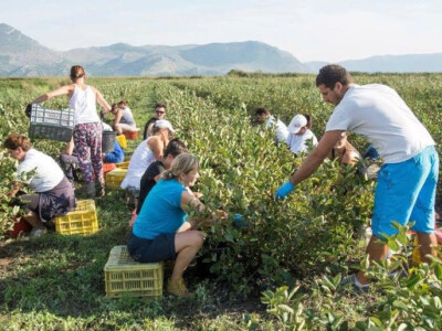 Berba aronije ove u rujnu ove godine na plantaži OPG Jelčić