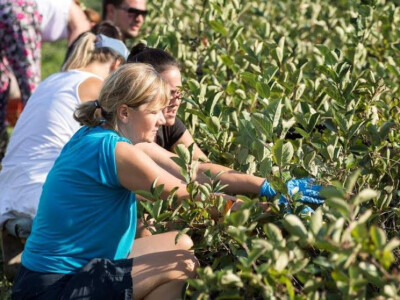 Berba aronije na plantaži OPG Jelčić