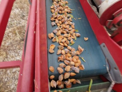 Berba badema Zrno Zfravlja d.o.o.