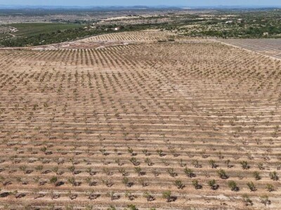Berba badema Zrno Zfravlja d.o.o.