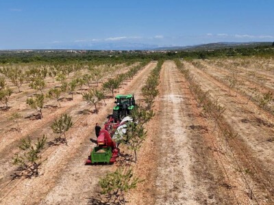 Berba badema Zrno Zfravlja d.o.o.