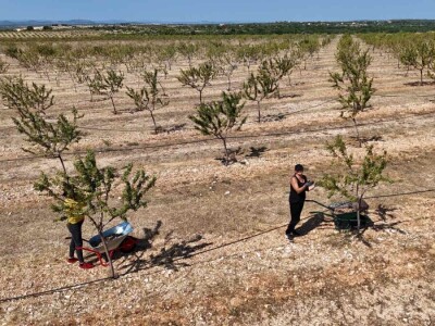 Berba badema Zrno Zfravlja d.o.o.
