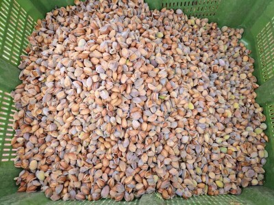 Berba badema Zrno Zfravlja d.o.o.