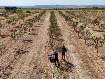 Berba badema Zrno Zfravlja d.o.o.