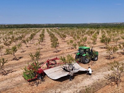 Berba badema Zrno Zfravlja d.o.o.