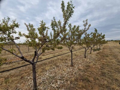 Berba badema Zrno Zfravlja d.o.o.