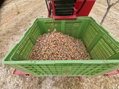 Berba badema Zrno Zfravlja d.o.o.