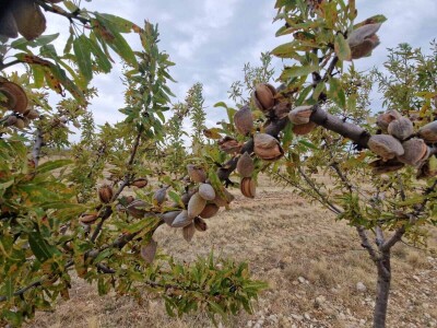 Berba badema Zrno Zfravlja d.o.o.