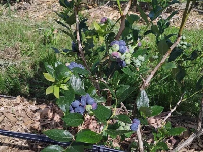 Berba borovnica
