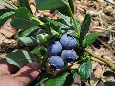 Berba borovnica