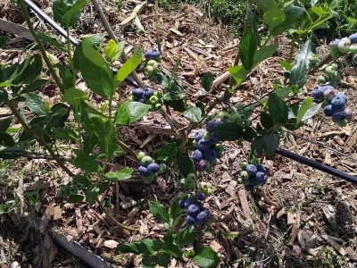 Berba borovnica