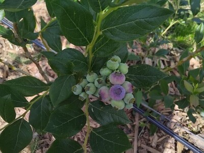 Berba borovnica Berba borovnica