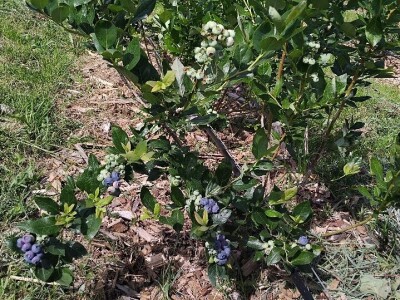 Berba borovnica Berba borovnica