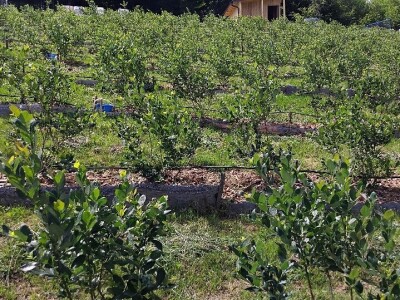 Berba borovnica Berba borovnica