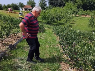 Berba borovnica