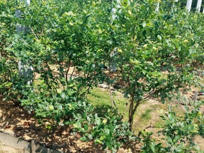 Berba borovnica će kasniti Berba borovnica će kasniti