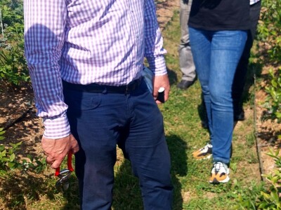 Berba borovnica će kasniti Berba borovnica će kasniti