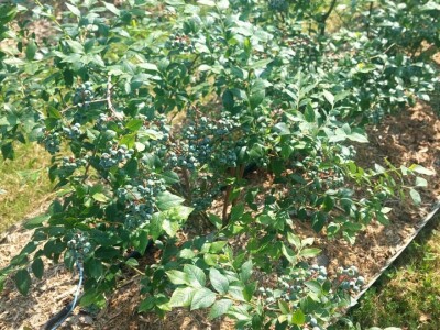 Berba borovnica će kasniti Berba borovnica će kasniti