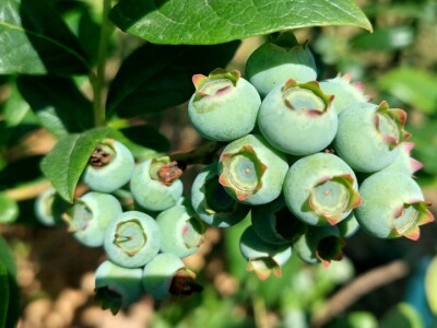 Berba borovnica će kasniti Berba borovnica će kasniti