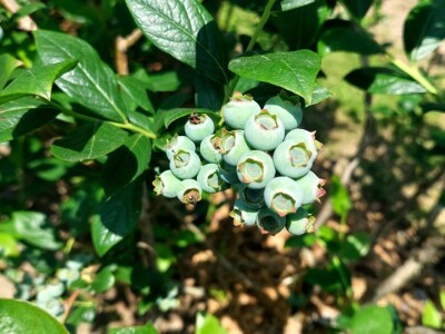 Berba borovnica će kasniti Berba borovnica će kasniti