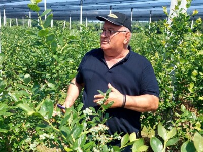 Berba borovnica će kasniti Berba borovnica će kasniti