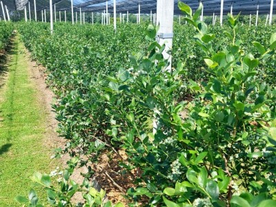 Berba borovnica će kasniti Berba borovnica će kasniti