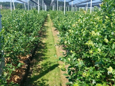 Berba borovnica će kasniti Berba borovnica će kasniti