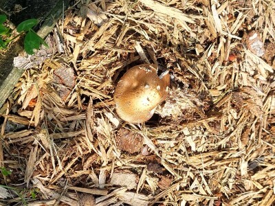 Berba borovnica će kasniti Berba borovnica će kasniti