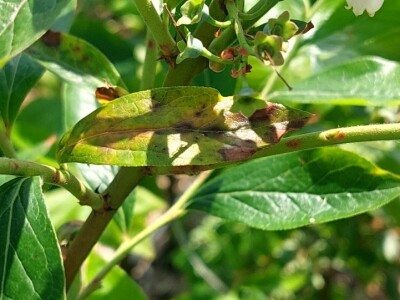 Berba borovnica će kasniti Berba borovnica će kasniti